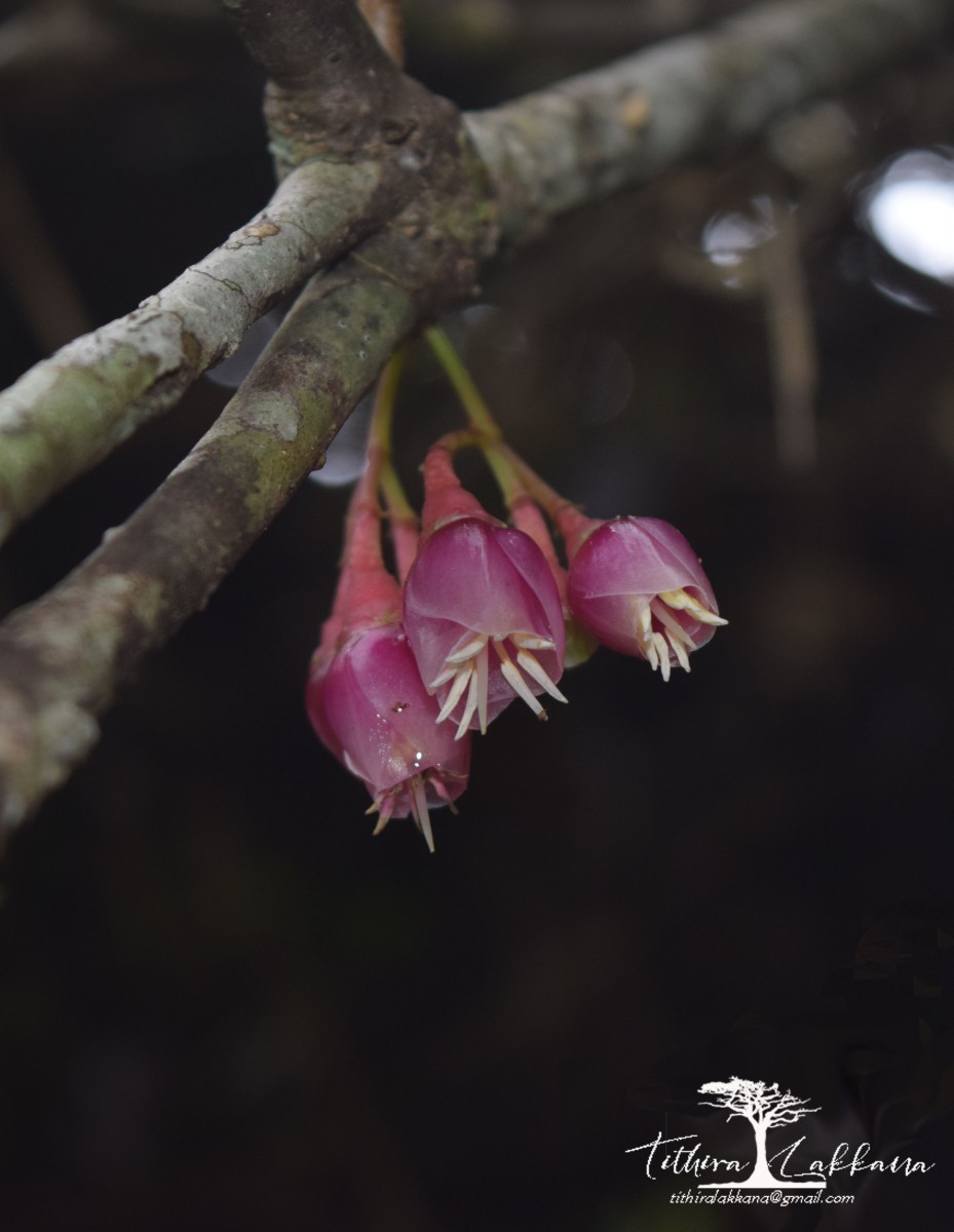 Medinilla fuchsioides Gardner